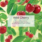 LITTLE TREES Car Air Freshener | Hanging Paper Tree for Home or Car | Wild Cherry | 3 Pack